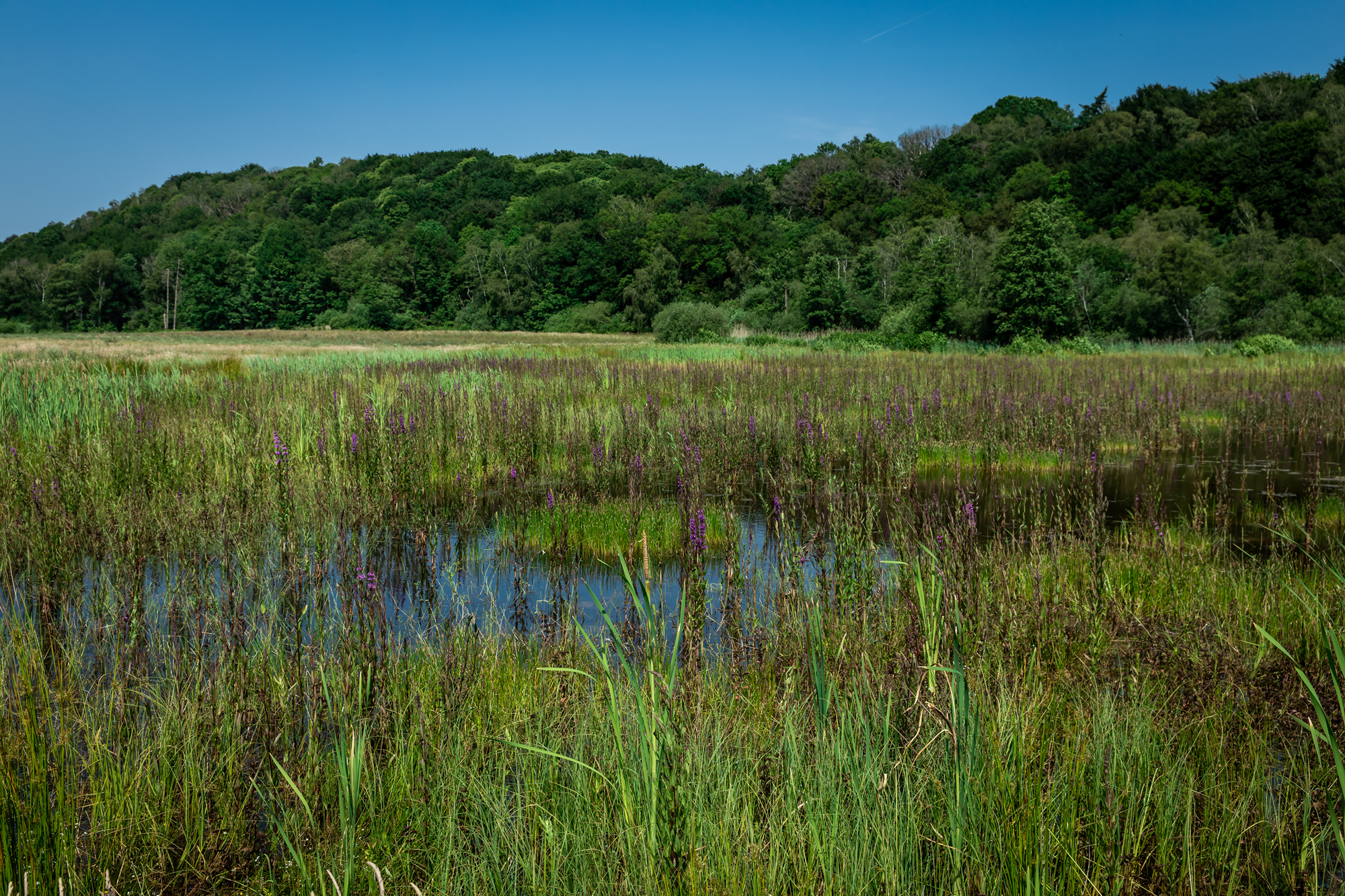 Koningsven natuurgebied